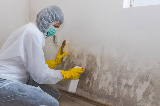 Best Biohazard Mold Removal  in Levelland, TX